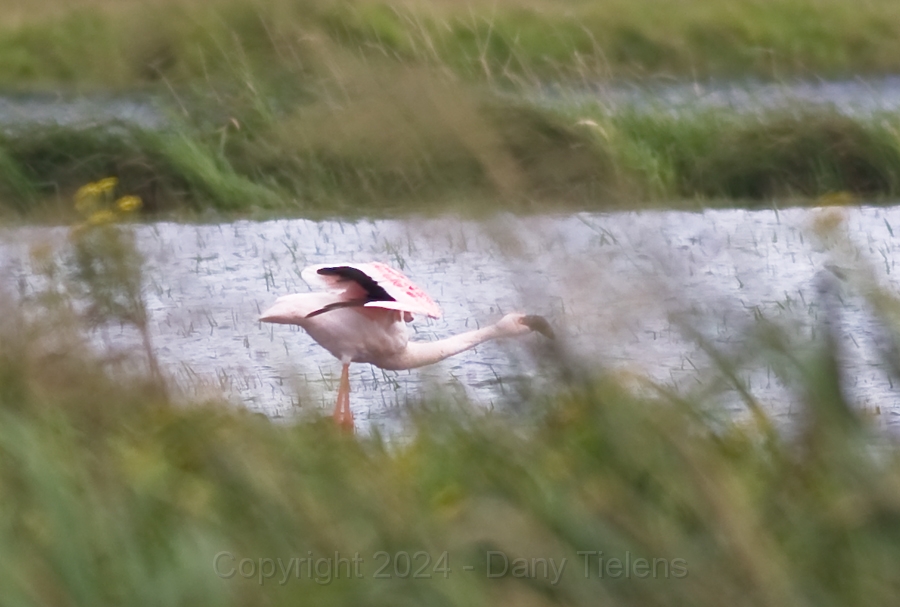 Kleine-Flamingo-3.jpg