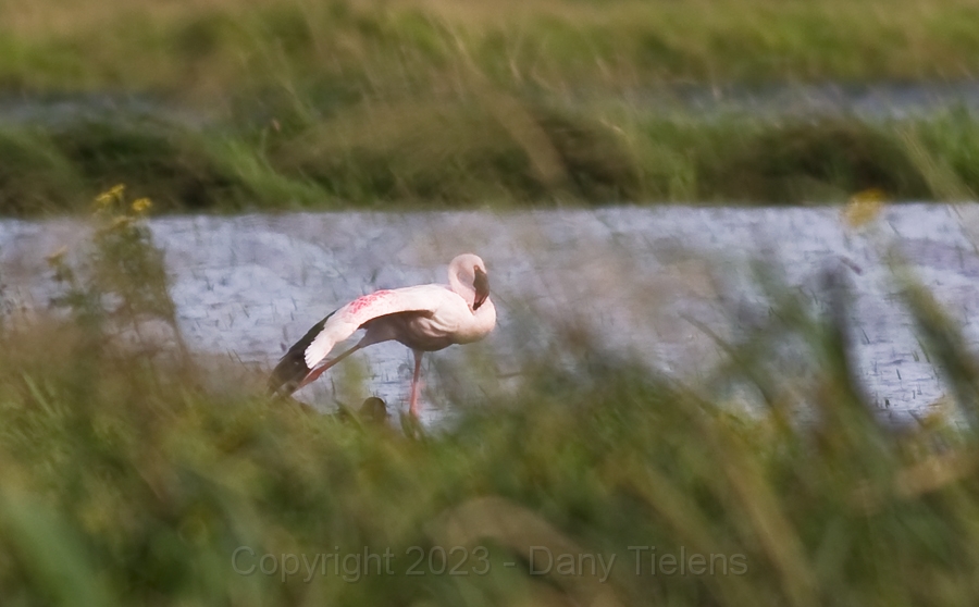 Kleine-Flamingo-2.jpg
