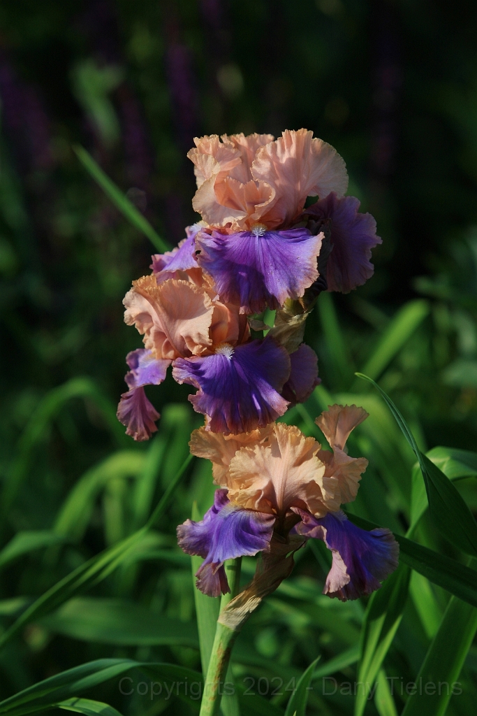 Iris 'Florentine Silk'  003.JPG