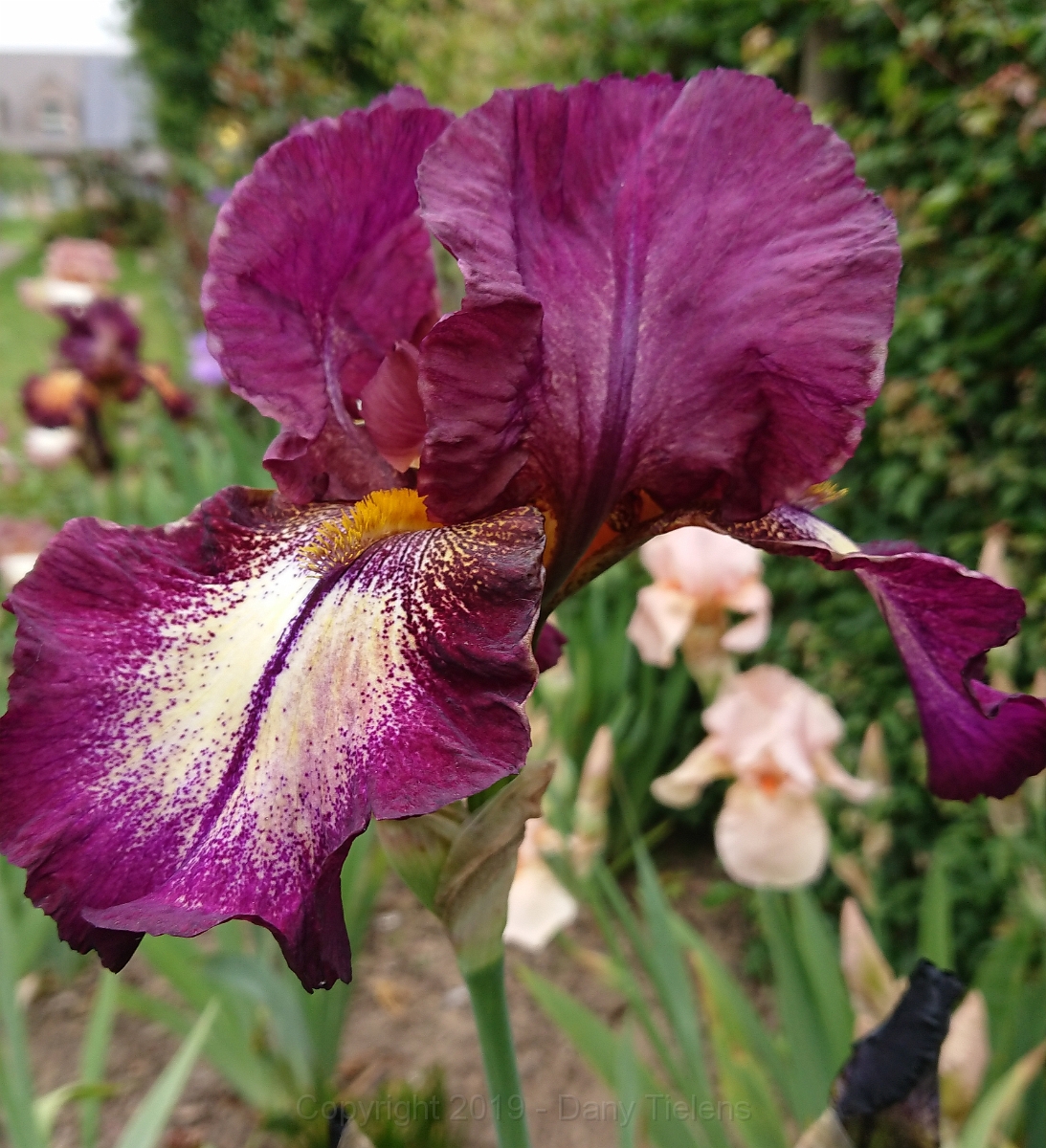 Iris Germanica.JPG