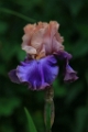 Iris 'Florentine Silk'  001