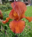 Iris 'Hot Orange' 01