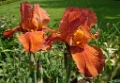 Iris 'Hot Orange' 05
