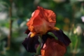 Iris 'Orange and Brown' 001