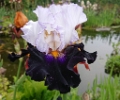Iris Germanica 'Domino Noir'