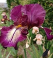 Iris Germanica