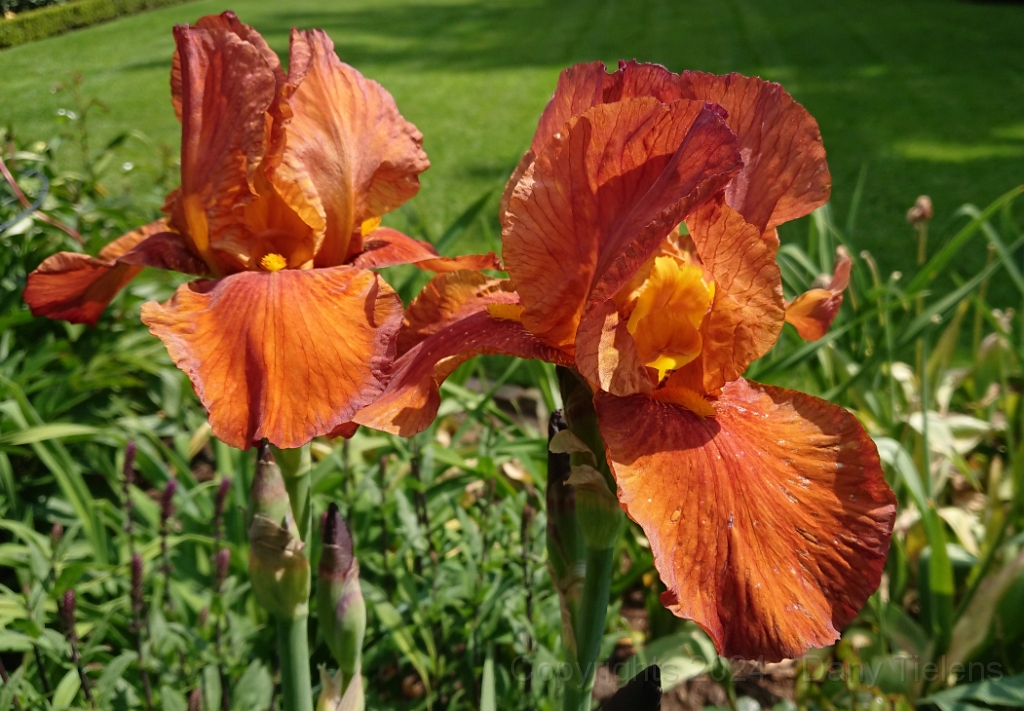 Iris 'Hot Orange' 05.jpg