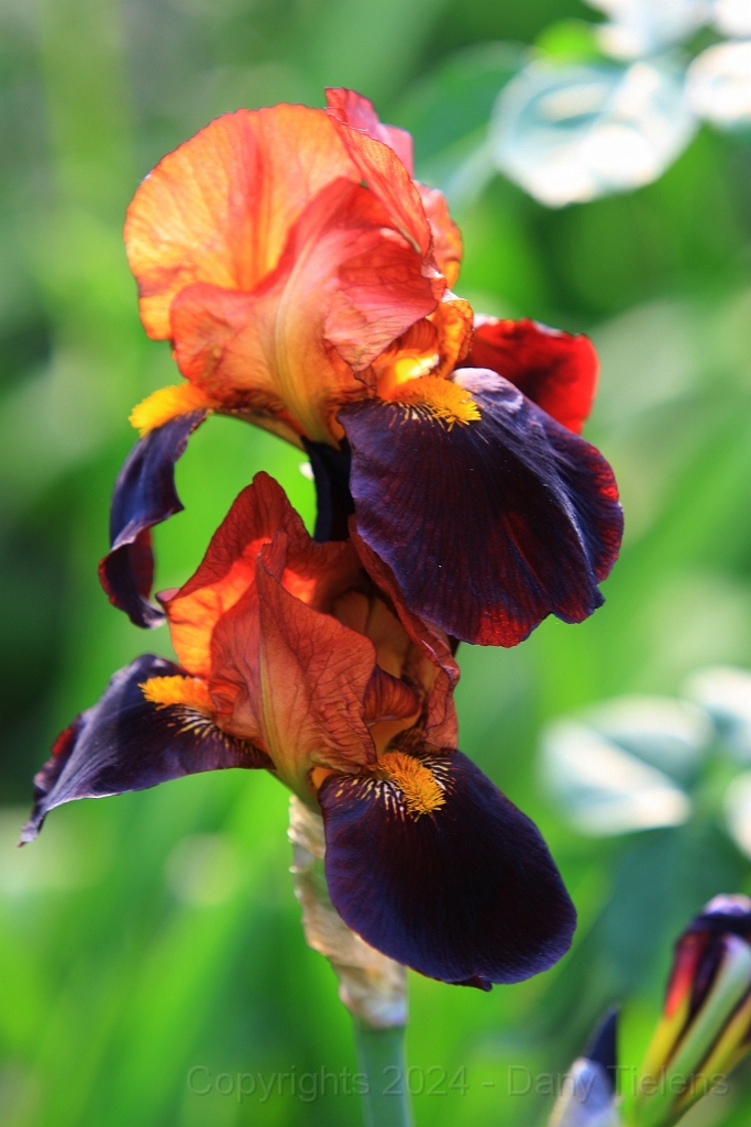 Iris 'Orange and Brown' 002.jpg