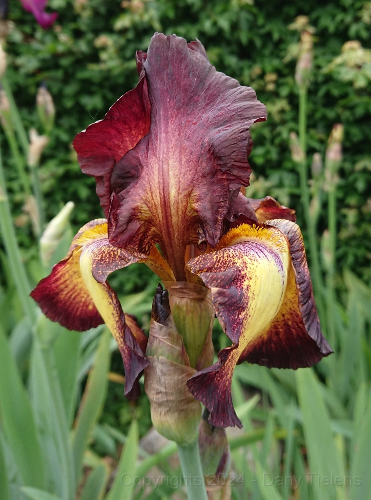 Iris Germanica ' Provencal' 1.JPG