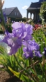 Iris 'Astro Blue' 0168