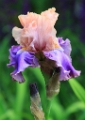 Iris 'Florentine Silk'  00