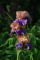 Iris 'Florentine Silk'  003