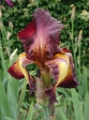 Iris Germanica ' Provencal' 1