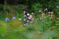 Iris-gardenvieuw 2020 - 02