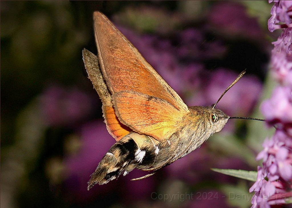 Kolibrievlinder.jpg