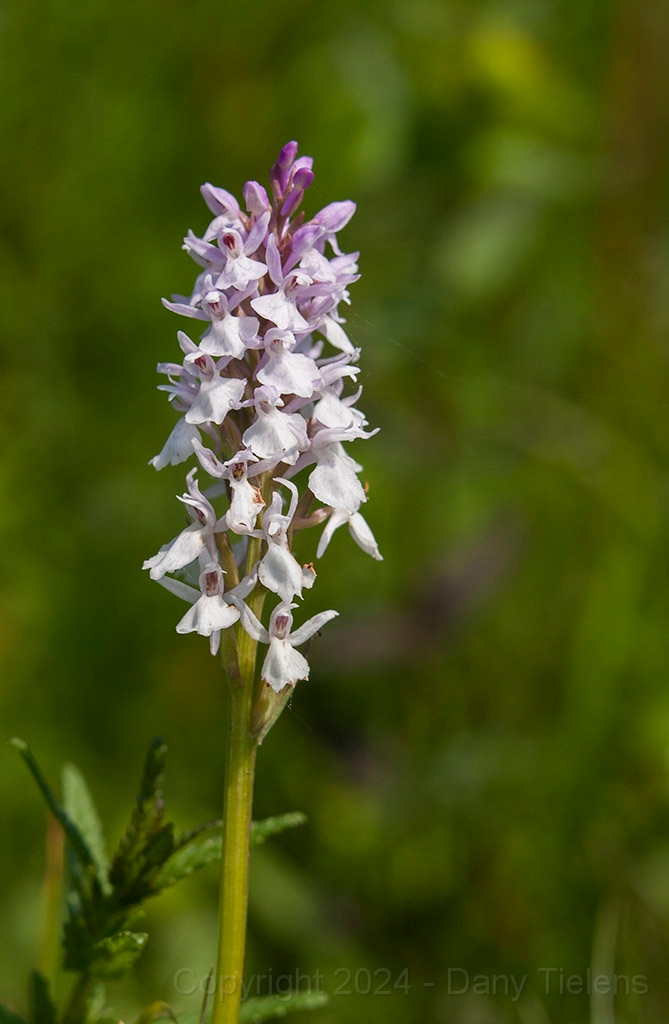 Bos-orchis.jpg