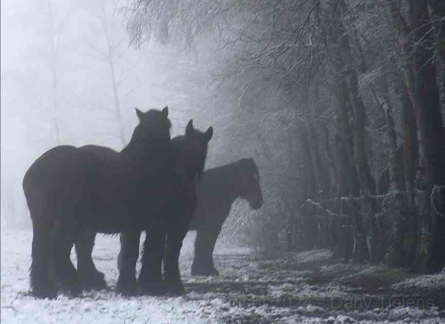 Horses-in-winterscene.jpg