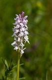 Bos-orchis